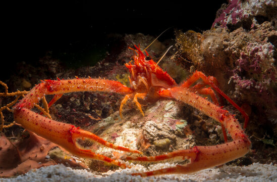 Munida rugosa &ndash; rugose squat lobster, Long-clawed Squat Lobster (Munida rugosa) adult, Asinara Island, Porto Torres, Sardinia, Italy