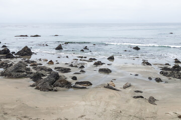 Elephant seals laying on a sand beach