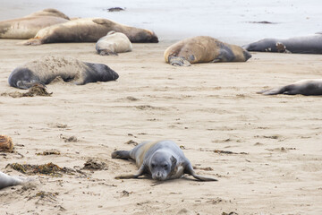 Fototapeta premium Elephant seals laying on a sand beach