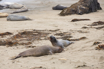 Elephant seals laying on a sand beach