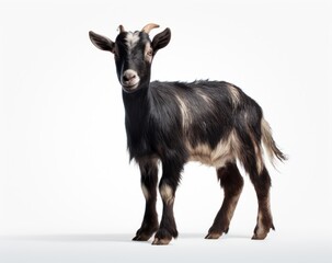 a black and white goat