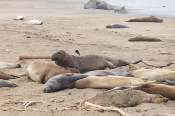 Elephant seals laying on a sand beach