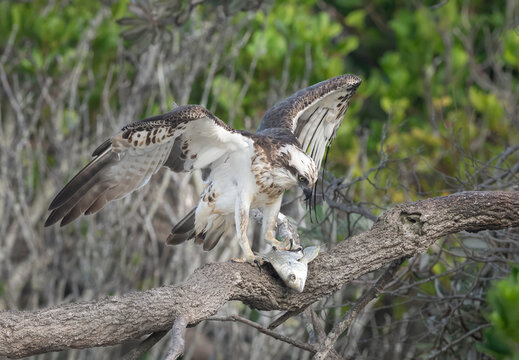Eastern osprey (Pandion haliaetus cristatus) landing with a fish.