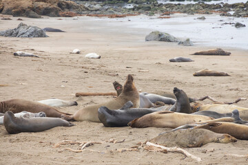 Elephant seals laying on a sand beach