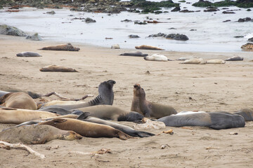 Elephant seals laying on a sand beach
