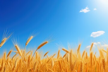 Obraz premium a field of wheat under a blue sky