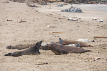 Elephant seals laying on a sand beach