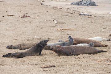Elephant seals laying on a sand beach