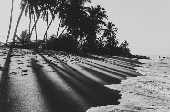 Black and white palm trees on a sandy beach.