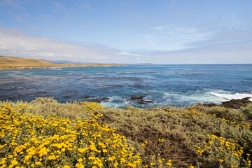 Coast of California and yellow wildflowers in foreground, USA