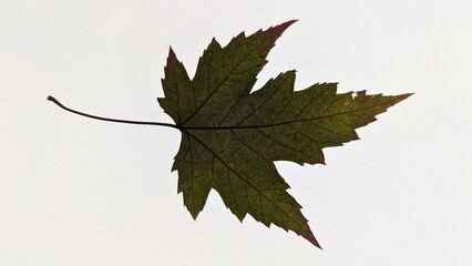 Pressed Maple Leaf