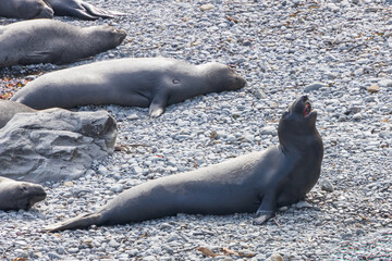 Elephant seals laying on a rock beach