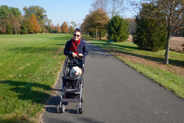 Older senior citizen woman pushing her dogs on an asphalt path in a stroller near a grassy field