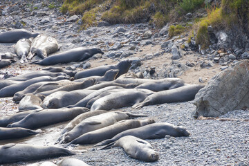 Elephant seals laying on a rock beach