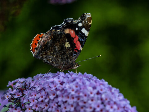 red admiral on butterfly bush