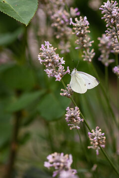 Cabbage butterfly on lavender