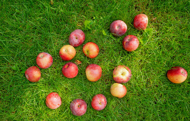 red apples for background.harvest of red apples on green grass - 751032549