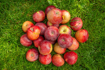 red apples for background.harvest of red apples on green grass - 751032588