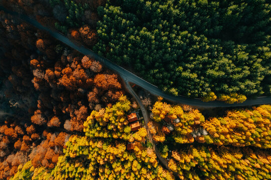 Forest From Above