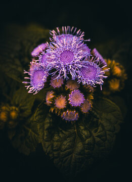 tiny purple Ageratum flowers