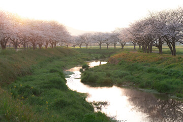 朝の草場川の桜並木（福岡県朝倉郡筑前町）