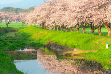 朝の草場川の桜並木（福岡県朝倉郡筑前町）
