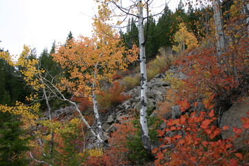 autumn colors on deciduous apsen or birch trees growing in a rock slide in the forest