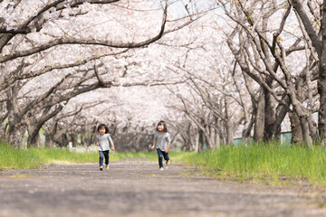 桜並木の公園で遊んでいる姉妹