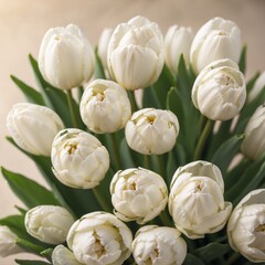 Bouquet of white tulips on a beige background.