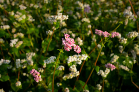 Pink buckwheat