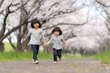 桜並木の公園で遊んでいる姉妹 - obrazy, fototapety, plakaty