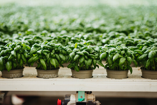 Close shot of vertical farming in a plant factory