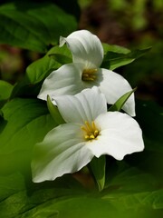 Ontario's flower-the Trillium