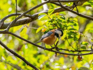 木の枝にとまるヤマガラ