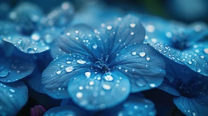 Raamstickers Close-up view of refreshing dew drops adorning the delicate petals of blue hydrangea flowers in soft light. © Praphan