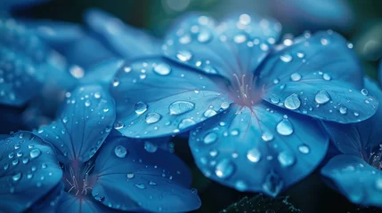  Close-up view of refreshing dew drops adorning the delicate petals of blue hydrangea flowers in soft light. © Praphan