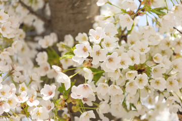 Cherry blossoms in the park in spring
