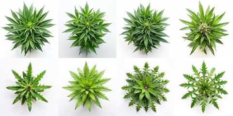 weed top view plant isolated on white background for design collection