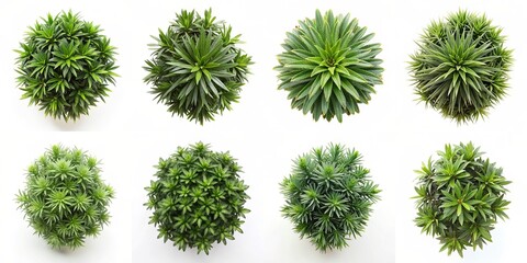 top view plant isolated on white background for design collection