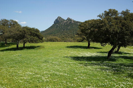 landscape with trees, Cork oak trees with Mount Acuto in the foreground, Quercus suber Berchidda, Sardinia, Italy 