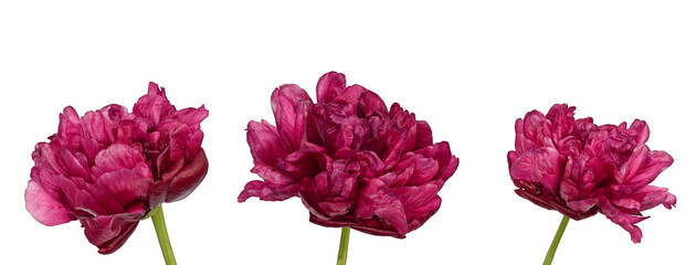 Group of three burgundy magenta peony flower heads isolated cutout on transparent