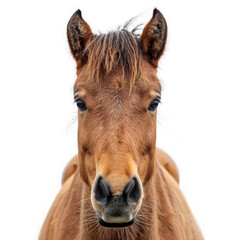 face of Horseisolated on transparent background, element remove background, element for design - animal, wildlife, animal themes