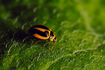 Lady beetle walking across a leaf