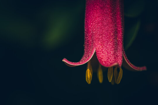 macro of a pink correa flower