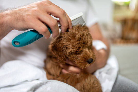 A pet owner grooming and caring for his young puppy