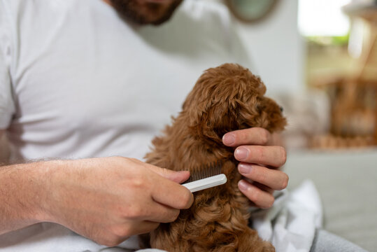 A pet owner grooming and caring for his young puppy