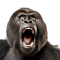 Gorilla's startled facial expressionisolated on transparent background, element remove background, element for design - animal, wildlife, animal themes