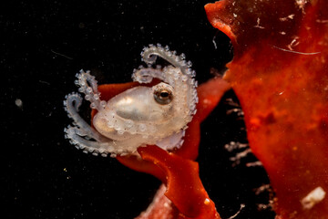 Juvenile Octopus macropus on Alga, Alghero,  (Sardinia), Italy (Mediterranean sea) © antasfoto