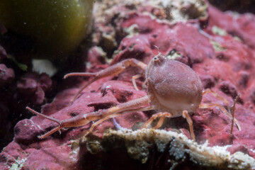 sea pebble crab detailed close-up in natural habitat on rocky bottom, Death's head crab (Ilia nucleus). Capo Caccia, Alghero, Sardinia, Italy