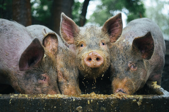 Pigs on farm